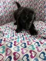 Smokey, a male Aussiedoodle for sale in North Carolina, NC – 2 of 2