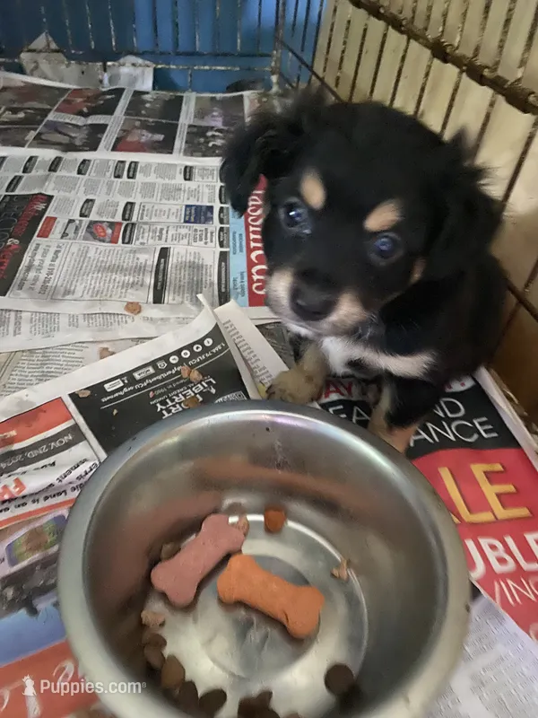 Isabel – Chihuahua puppy for sale in North Carolina, NC