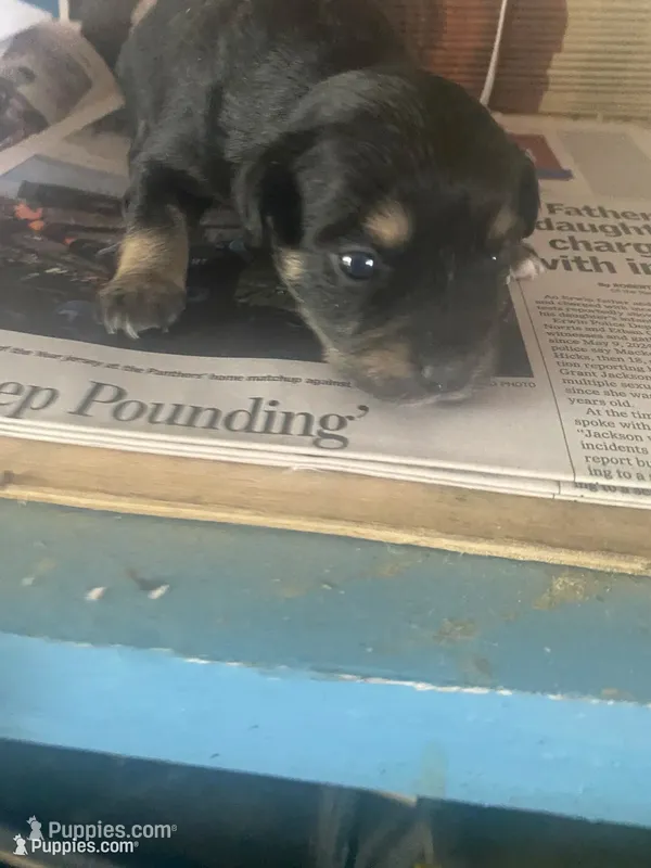 Chanell – Chihuahua puppy for sale in North Carolina, NC