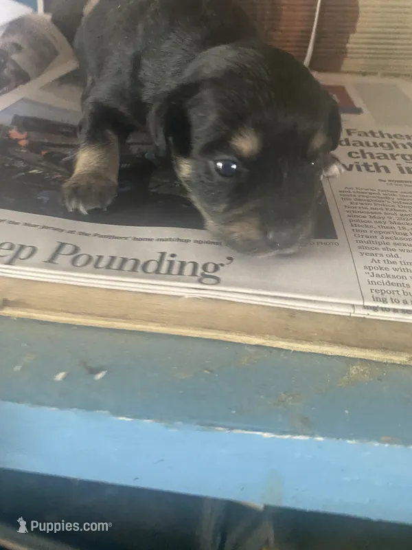 Chanell, a female Chihuahua for sale in North Carolina, NC – 1 of 1