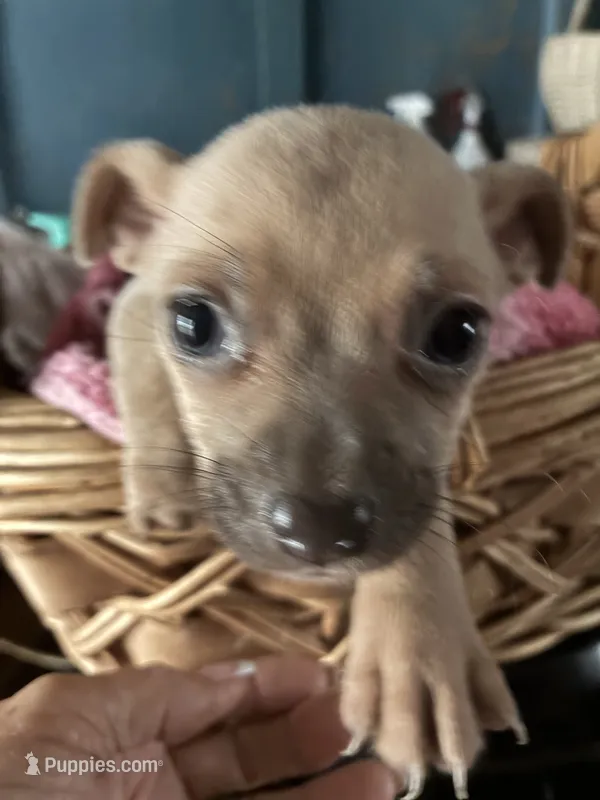 Tiny – Chihuahua puppy for sale in North Carolina, NC