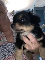 Isabel, a female Chihuahua for sale in North Carolina, NC – 2 of 2