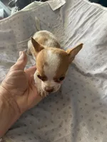 Wally, a male Chihuahua for sale in North Carolina, NC – Photo 2 of 2