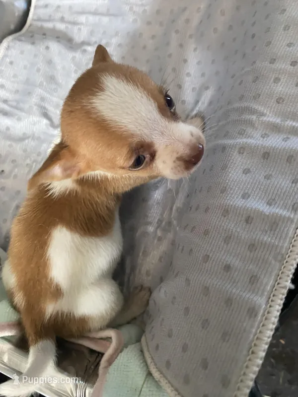 Wally – Chihuahua puppy for sale in North Carolina, NC
