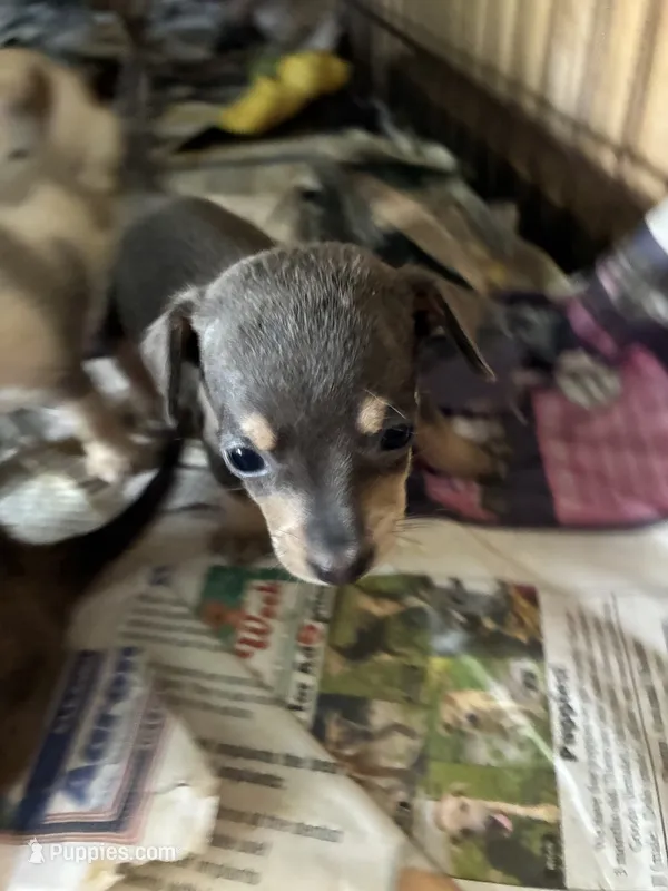 Lady  – Chiweenie puppy for sale in North Carolina, NC