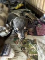 Lady , a female Chiweenie for sale in North Carolina, NC – 1 of 1