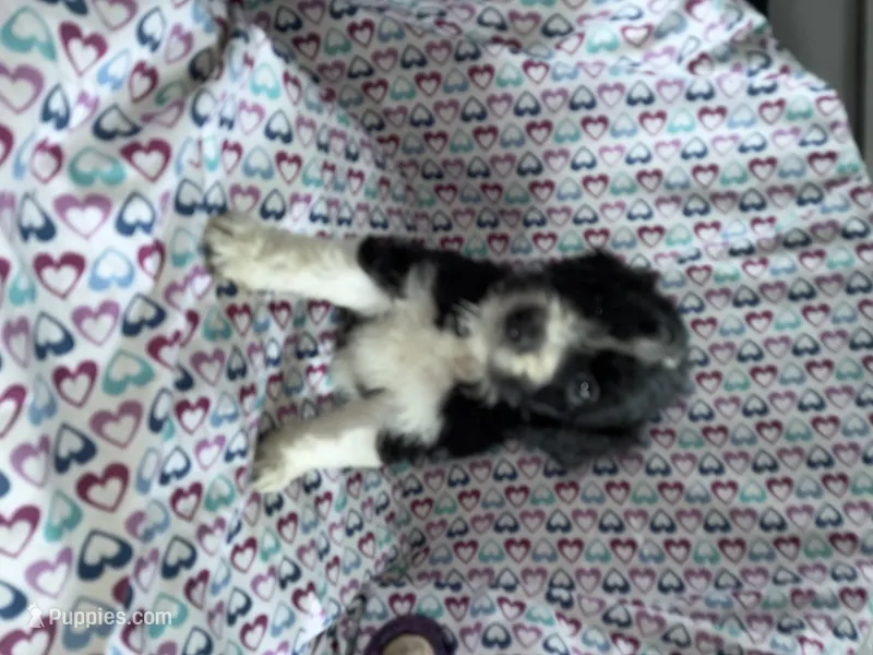 Cheyenn – Aussiedoodle puppy for sale in North Carolina, NC