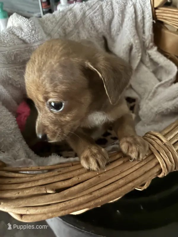 Twinkie – Chiweenie puppy for sale in North Carolina, NC