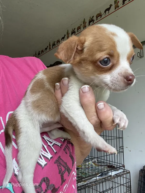 Wally – Chihuahua puppy for sale in North Carolina, NC
