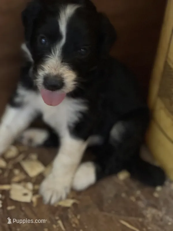 Star – Aussiedoodle puppy for sale in North Carolina, NC
