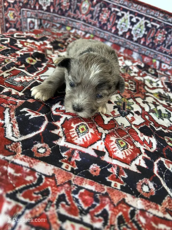 Dex – Morkie puppy for sale in North Carolina, NC