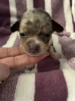Twinkie, a female Chiweenie for sale in North Carolina, NC – 1 of 1