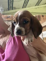 Charlie, a male Basset Hound for sale in North Carolina, NC – 1 of 1