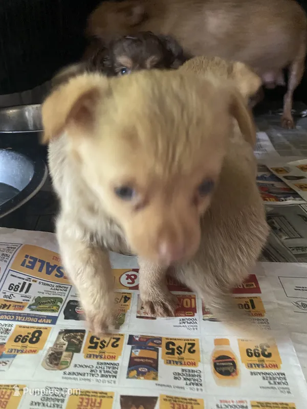 Fluffy – Chihuahua puppy for sale in North Carolina, NC