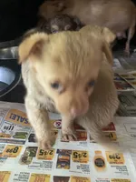 Fluffy, a male Chihuahua for sale in North Carolina, NC – 1 of 1