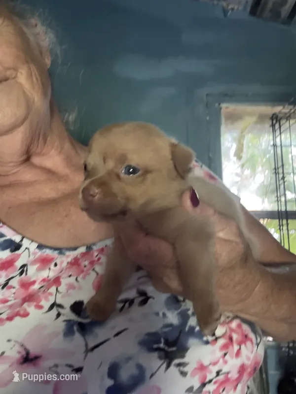 Little bit – Chihuahua puppy for sale in North Carolina, NC