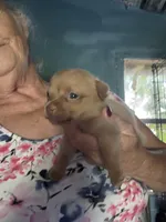 Little bit, a male Chihuahua for sale in North Carolina, NC – 1 of 2