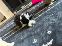 Minster , a male Morkie for sale in North Carolina, NC – 2 of 2