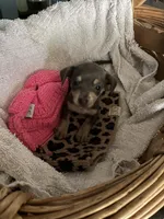 Jasmine, a female Chihuahua for sale in North Carolina, NC – 2 of 2