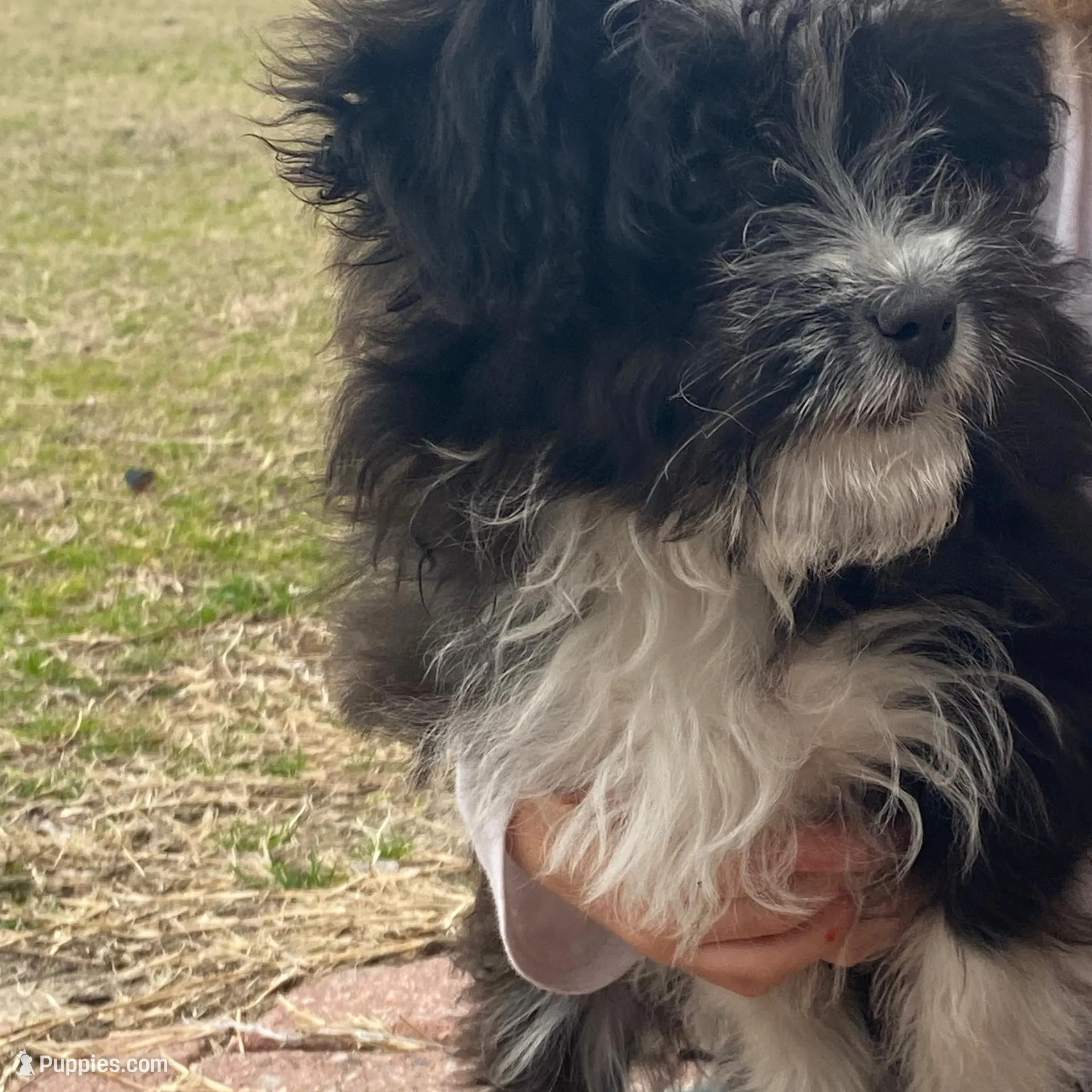 Fancy, a female Aussiedoodle for sale in North Carolina, NC – Photo 1 of 1