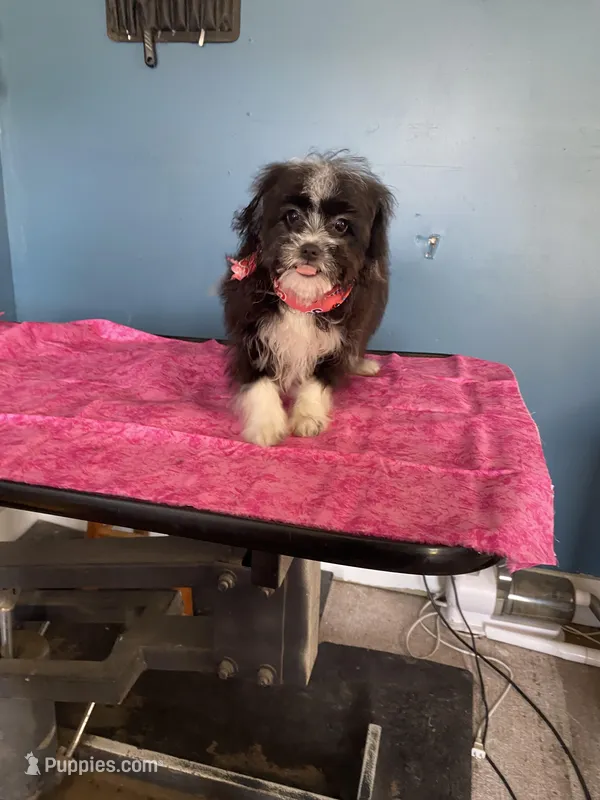 Fancy – Aussiedoodle puppy for sale in North Carolina, NC