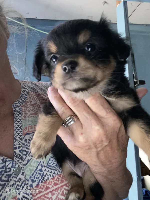 Isabel – Chihuahua puppy for sale in North Carolina, NC