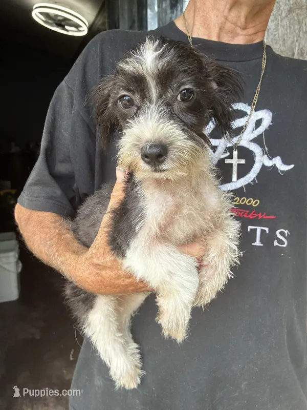 Minster  – Morkie puppy for sale in North Carolina, NC