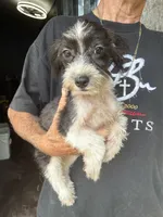 Minster , a male Morkie for sale in North Carolina, NC – 1 of 1