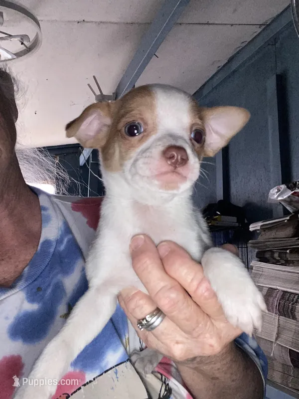 Wally, a male Chihuahua for sale in North Carolina, NC – Photo 1 of 1