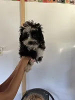 Jazz, a female Aussiedoodle for sale in North Carolina, NC – 3 of 3