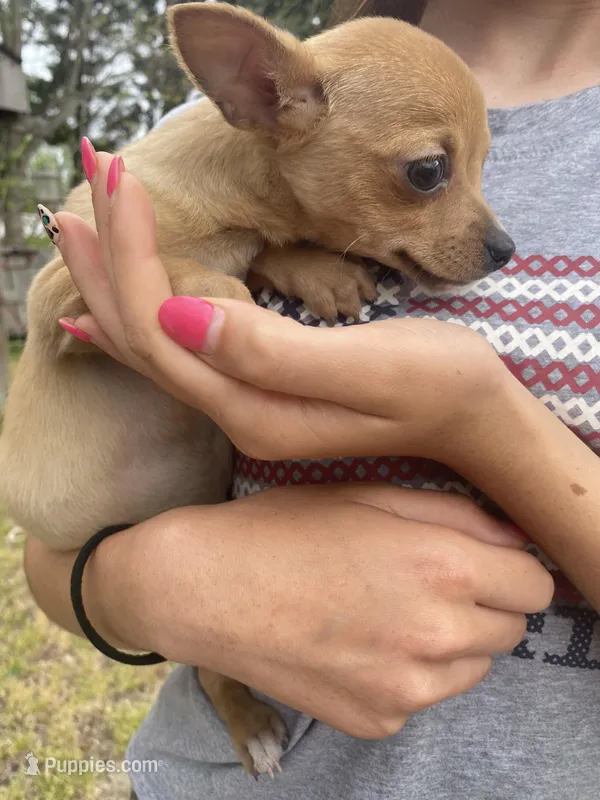 Raleigh  – Chihuahua puppy for sale in North Carolina, NC