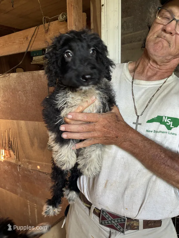 Jasper  – Aussiedoodle puppy for sale in North Carolina, NC