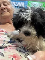 Minster , a male Morkie for sale in North Carolina, NC – 4 of 6