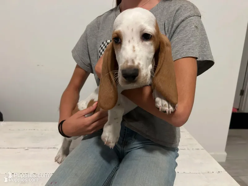 Mollie, a female Basset Hound for sale in North Carolina, NC – 1 of 1