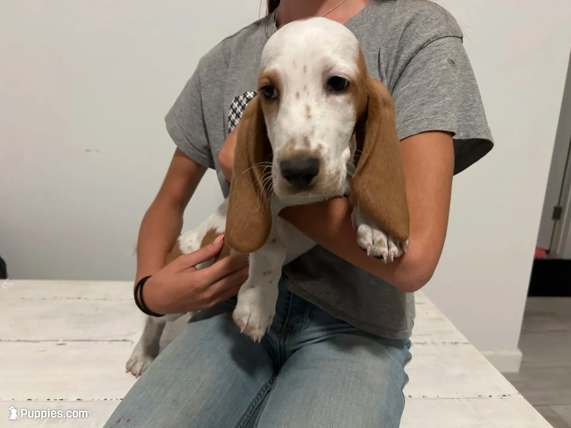 Mollie, a female Basset Hound for sale in North Carolina, NC – 1 of 1