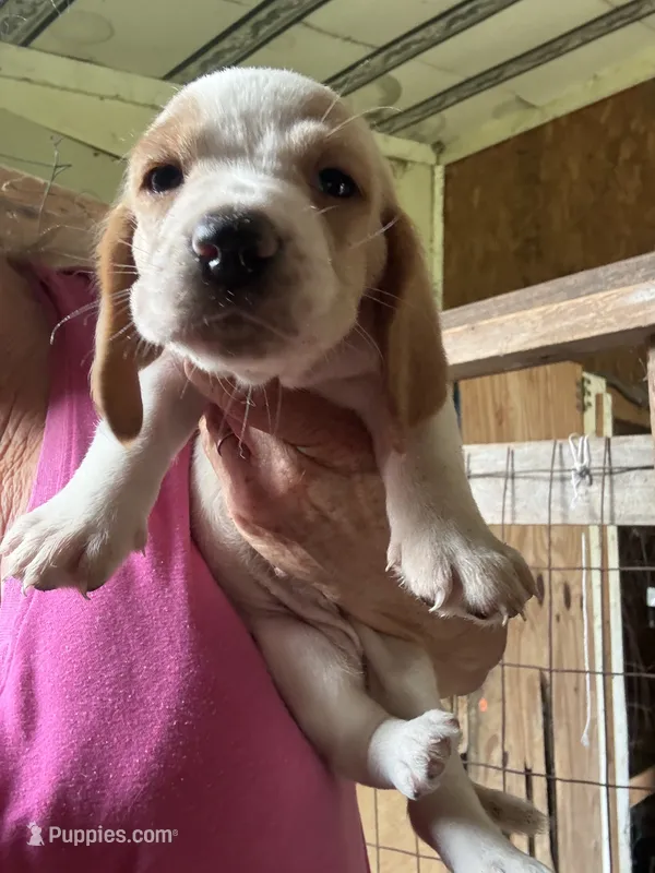 Grace – Basset Hound puppy for sale in North Carolina, NC