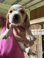 Grace, a female Basset Hound for sale in North Carolina, NC – 1 of 1