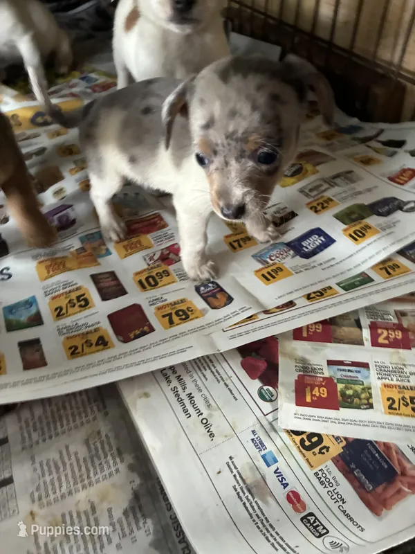 Jesse – Chiweenie puppy for sale in North Carolina, NC