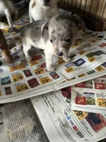 Jesse, a female Chiweenie for sale in North Carolina, NC – 1 of 1