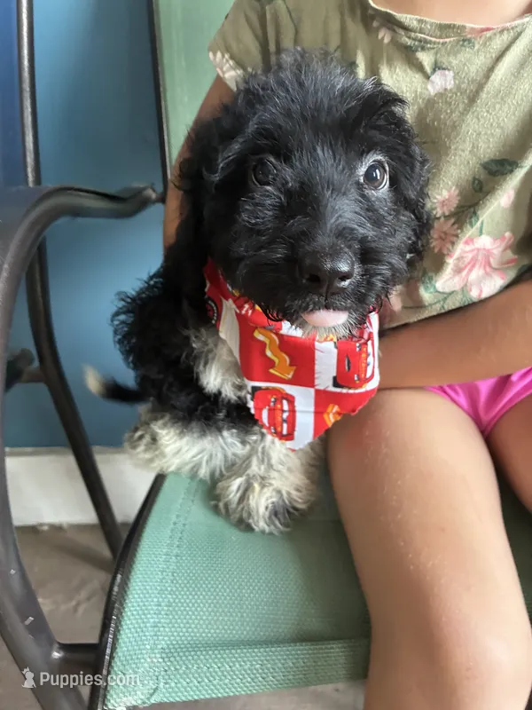 Jasper  – Aussiedoodle puppy for sale in North Carolina, NC