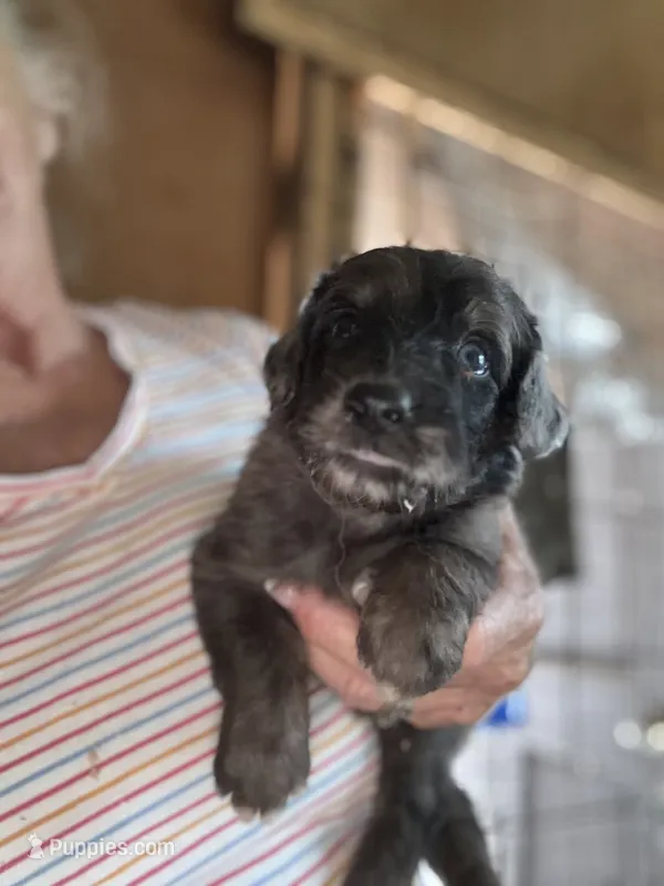 Rocky – Aussiedoodle puppy for sale in North Carolina, NC