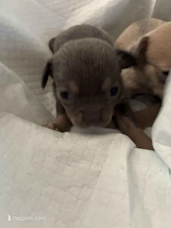 Pixie – Chihuahua puppy for sale in North Carolina, NC