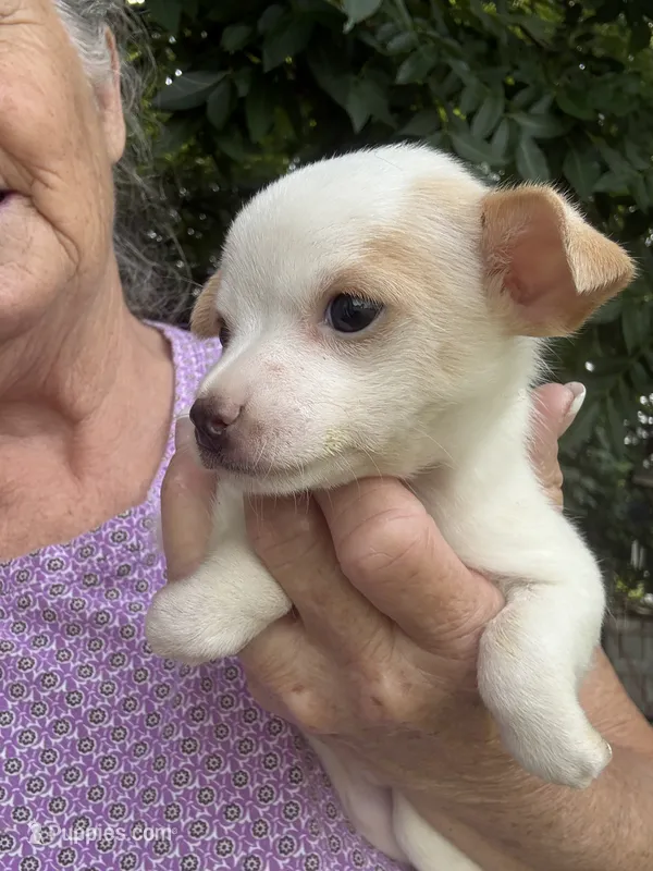 Chance – Chihuahua puppy for sale in North Carolina, NC