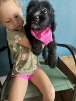 Ladybug, a female Aussiedoodle for sale in North Carolina, NC – 2 of 2