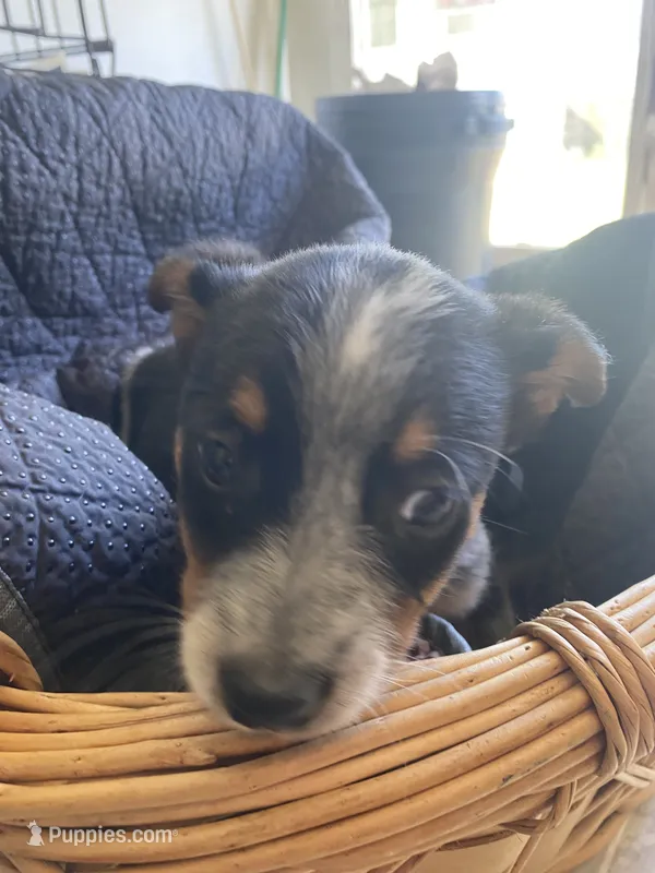 Jack – Australian Cattle Dog puppy for sale in North Carolina, NC