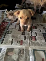Fluffy, a male Chihuahua for sale in North Carolina, NC – 1 of 3