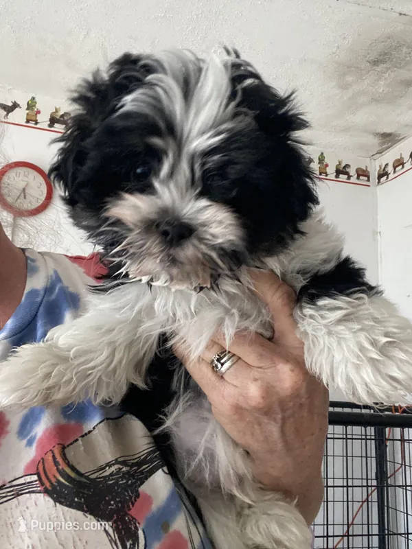 Cinch, a male Mal Shi for sale in North Carolina, NC – Photo 1 of 1