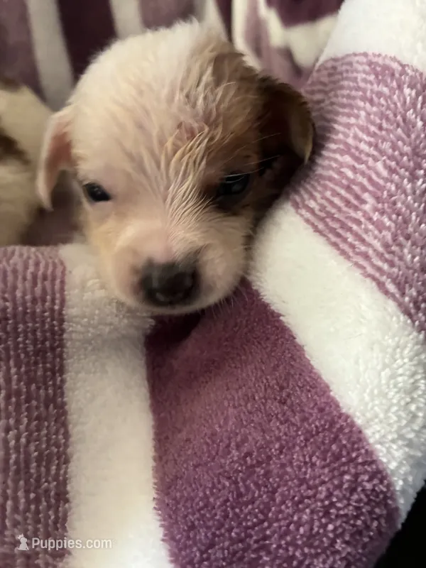 Wally – Chiweenie puppy for sale in North Carolina, NC