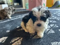 Minster , a male Morkie for sale in North Carolina, NC – 2 of 6