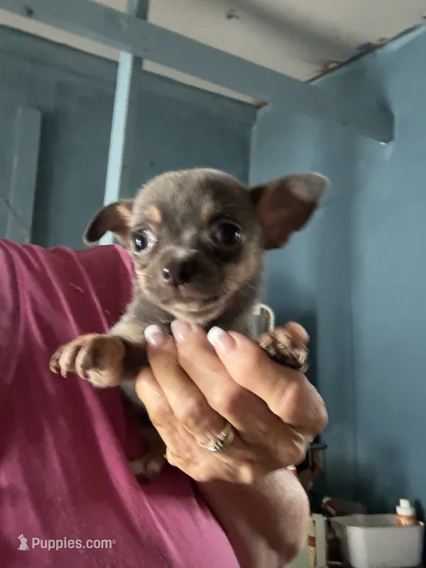 Jasmine – Chihuahua puppy for sale in North Carolina, NC